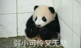 熊猫奶妈爆料视频,揭秘育儿日常与温馨瞬间